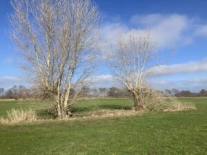 Zwarte knotpopulieren in Zalk